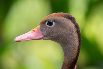 portrait of a goose © Ivan