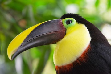 toucan on a branch