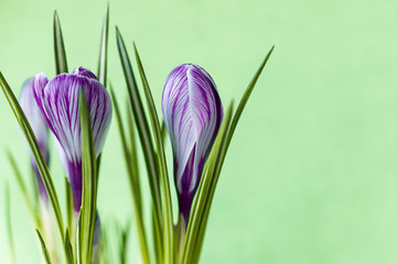 Large crocus Crocus sativus C. vernus flowers with purple streaks on a light green background for postcards, greetings for Mother's Day, Valentine's Day. Copy space.