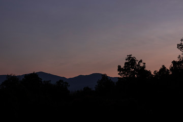 Trees in the forest on the evening sky background