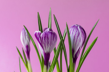 Fototapeta na wymiar Large crocus Crocus sativus C. vernus flowers with purple streaks on a pink background for postcards, greetings for Mother's Day, Valentine's Day.