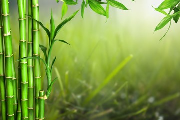 Many bamboo stalks on green background - obrazy, fototapety, plakaty