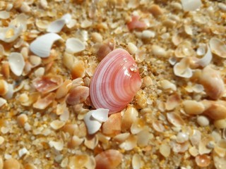 sea shells on the beach