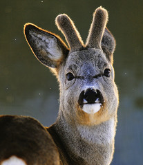 Portrait of European roe deer (Capreolus capreolus)