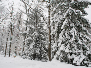 fir trees covered with snow in winter