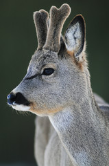 Portrait of European roe deer (Capreolus capreolus)