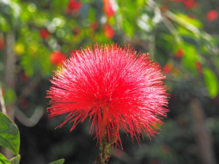 Red Powderpuff flower or Calliandra close up
