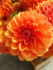 orange flower