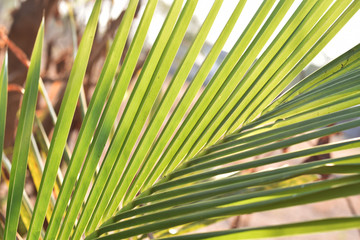 Obraz na płótnie Canvas green leaf of palm tree