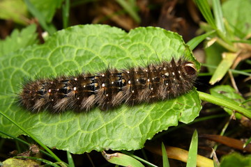 caterpillar on leaf