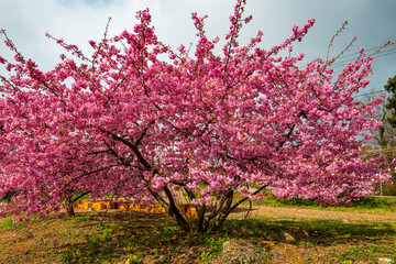 Fototapeta premium 豊前の河津桜