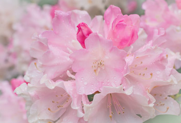 Raindrops on blurry pink rhododendron