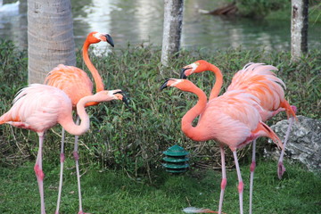 Flamingos