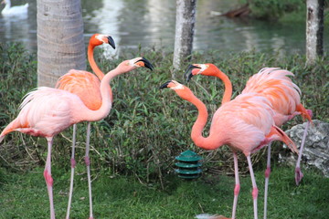 Flamingos
