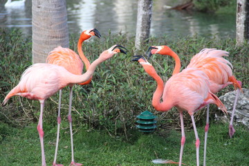 Flamingos