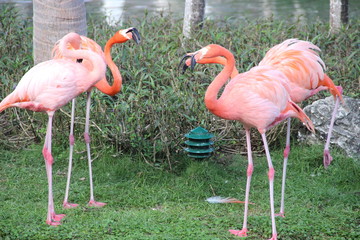 Flamingos