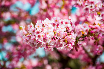 豊前の河津桜