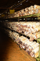 Mushroom plantation on the wood log at Sabah.