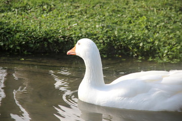 White goose