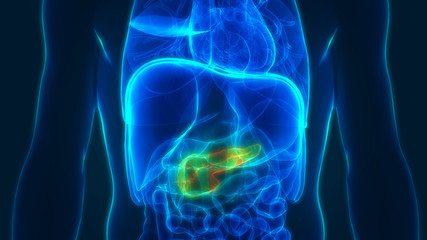 Fototapeta na wymiar Human Digestive System Pancreas Anatomy