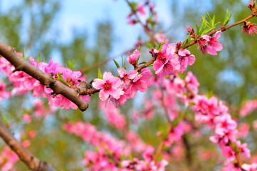 In full bloom in the peach blossom
