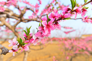 In full bloom in the peach blossom