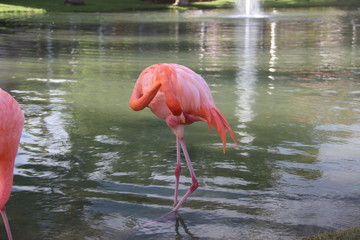 Flamingo