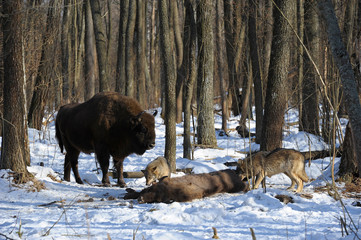 Pack of wolves vs. Herd of European bison (Bison bonasus) near dead young bison cub in the forest of Belarus