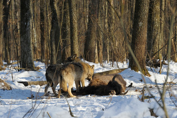 Pack of wolves vs. Herd of European bison (Bison bonasus) near dead young bison cub in the forest of Belarus