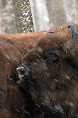 Herd of European bison (Bison bonasus) mourn their dead cub in winter forest of Belarus