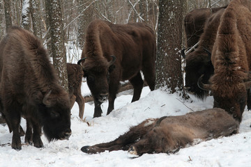 Herd of European bison (Bison bonasus) mourn their dead cub in winter forest of Belarus