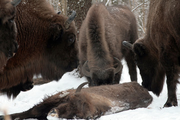Herd of European bison (Bison bonasus) mourn their dead cub in winter forest of Belarus