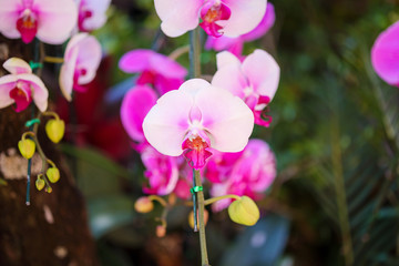 Beautiful Phalaenopsis Orchid flower blooming in garden floral background