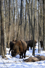 Herd of European bison (Bison bonasus) mourn their dead cub in winter forest of Belarus