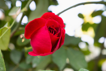 Beautiful red roses flower in the garden