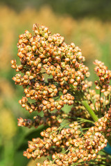 Sorghum in field of feed for livestock