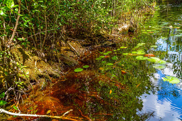 American Alligator babies at Okefenokee Swamp Park, South Georgia.