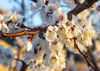 defocus. spring sakura / cherry blossom against blue sky