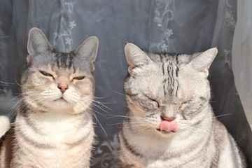 二匹の猫アメリカンショートヘアー