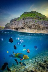 tropical fish swimming on a coral reef in Okinawa Japan © Adam