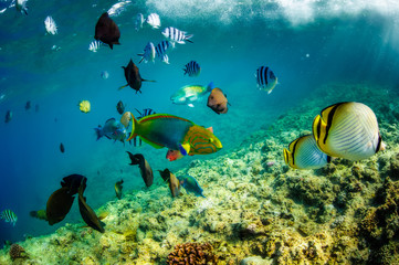 Naklejka na ściany i meble tropical fish swimming on a coral reef in Okinawa Japan