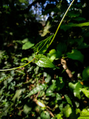 Natural photography in the morning.