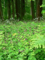Flowers in forest captured in Belarus