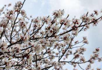 defocus. spring sakura / cherry blossom against blue sky