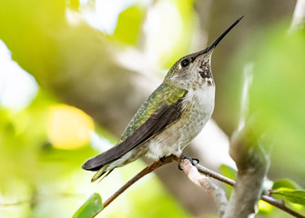 Female Anna Hummingbird sitting in the tree
