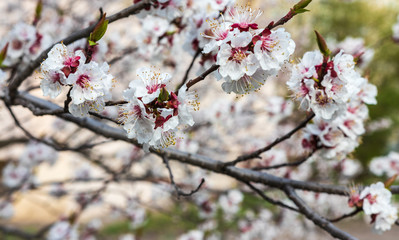 defocusing. Spring. blooms with white flowers sakura / cherry