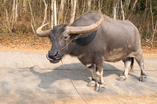 Thai buffalo or swamp buffalo has a large body Hardy black body In the picture is a male buffalo. Current state of extinction