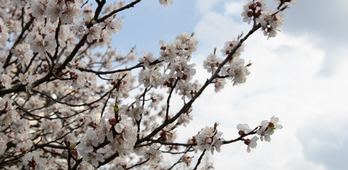 defocus. spring sakura / cherry blossom against blue sky