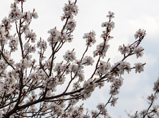 defocusing. Spring. blooms with white flowers sakura / cherry