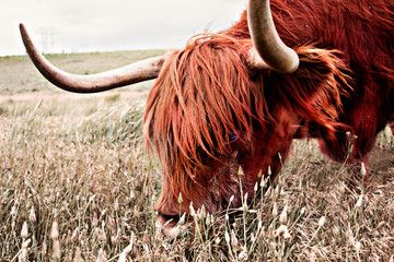 Image of highland cow printed on Printed Glass Splashbacks
